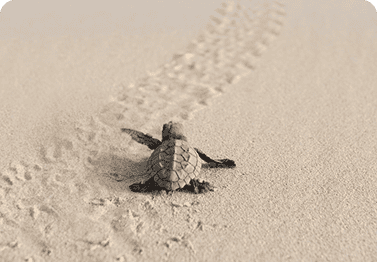 Schildkröte adoptieren