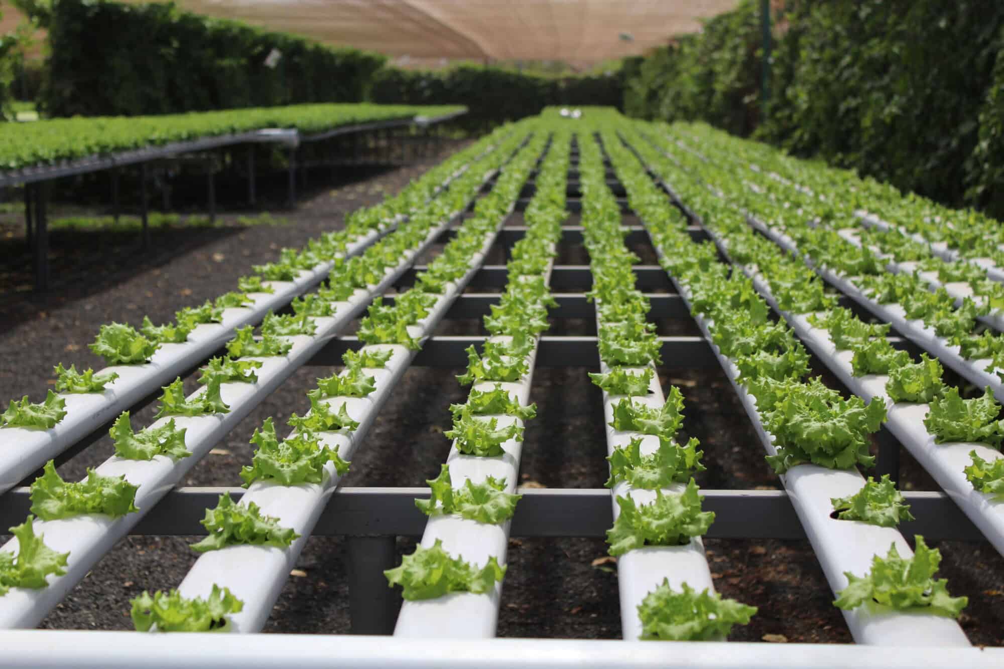 TUI Field to Fork Global