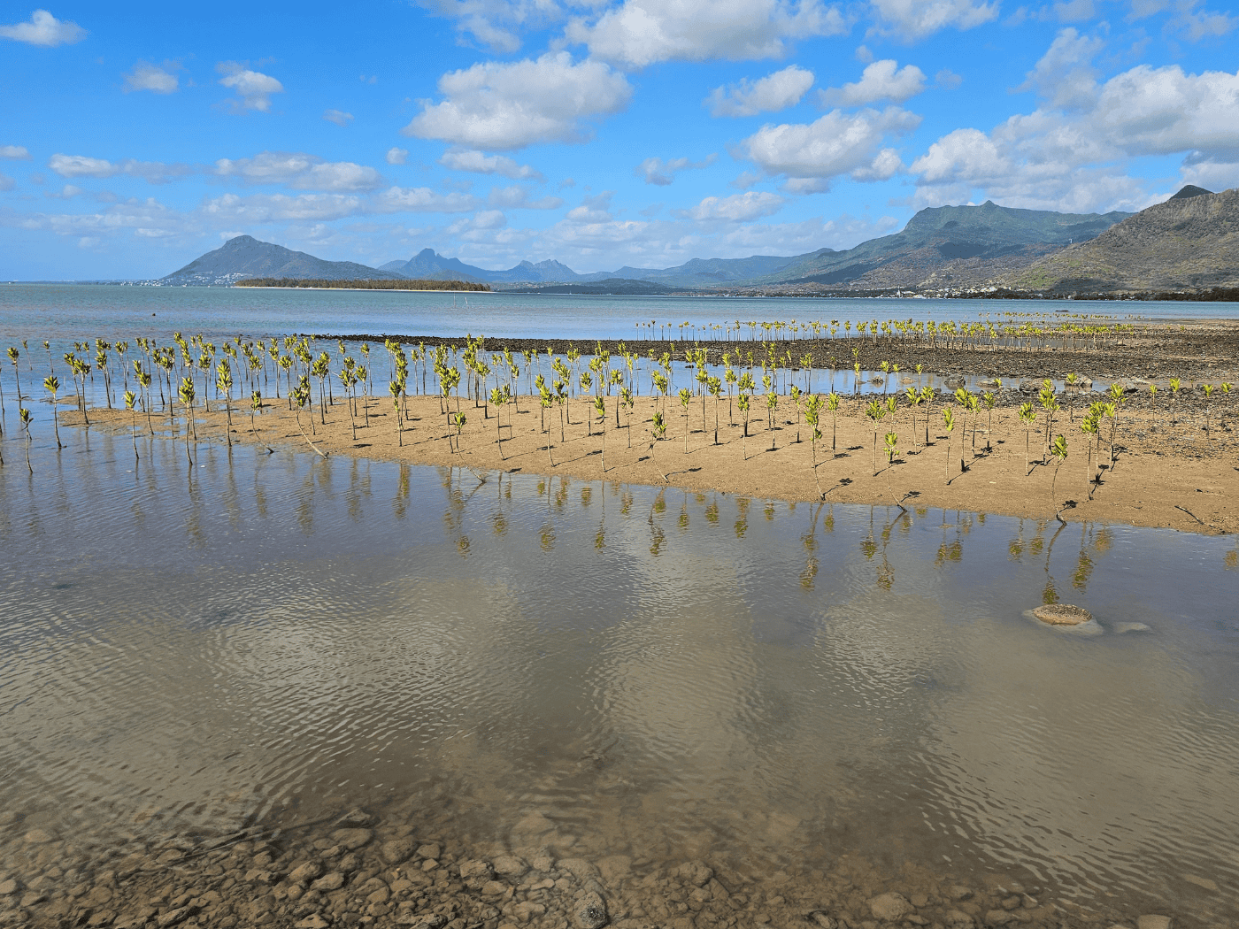 TUI Forest Mauritius
