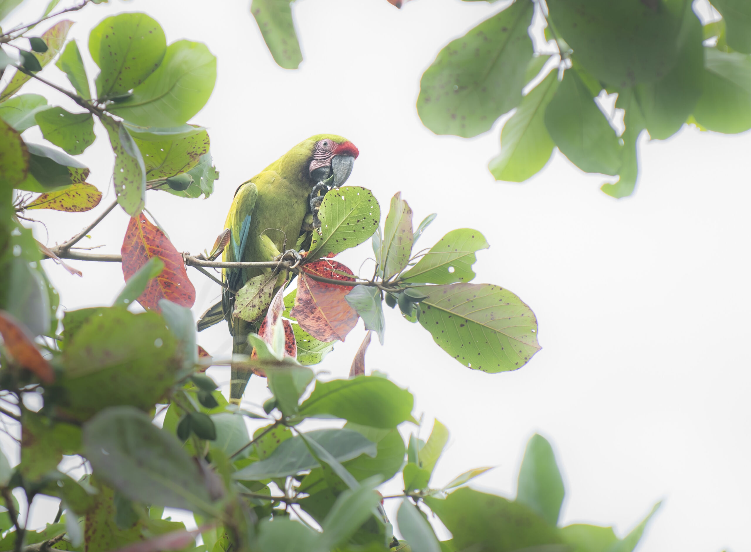 TUI Wildlife Costa Rica