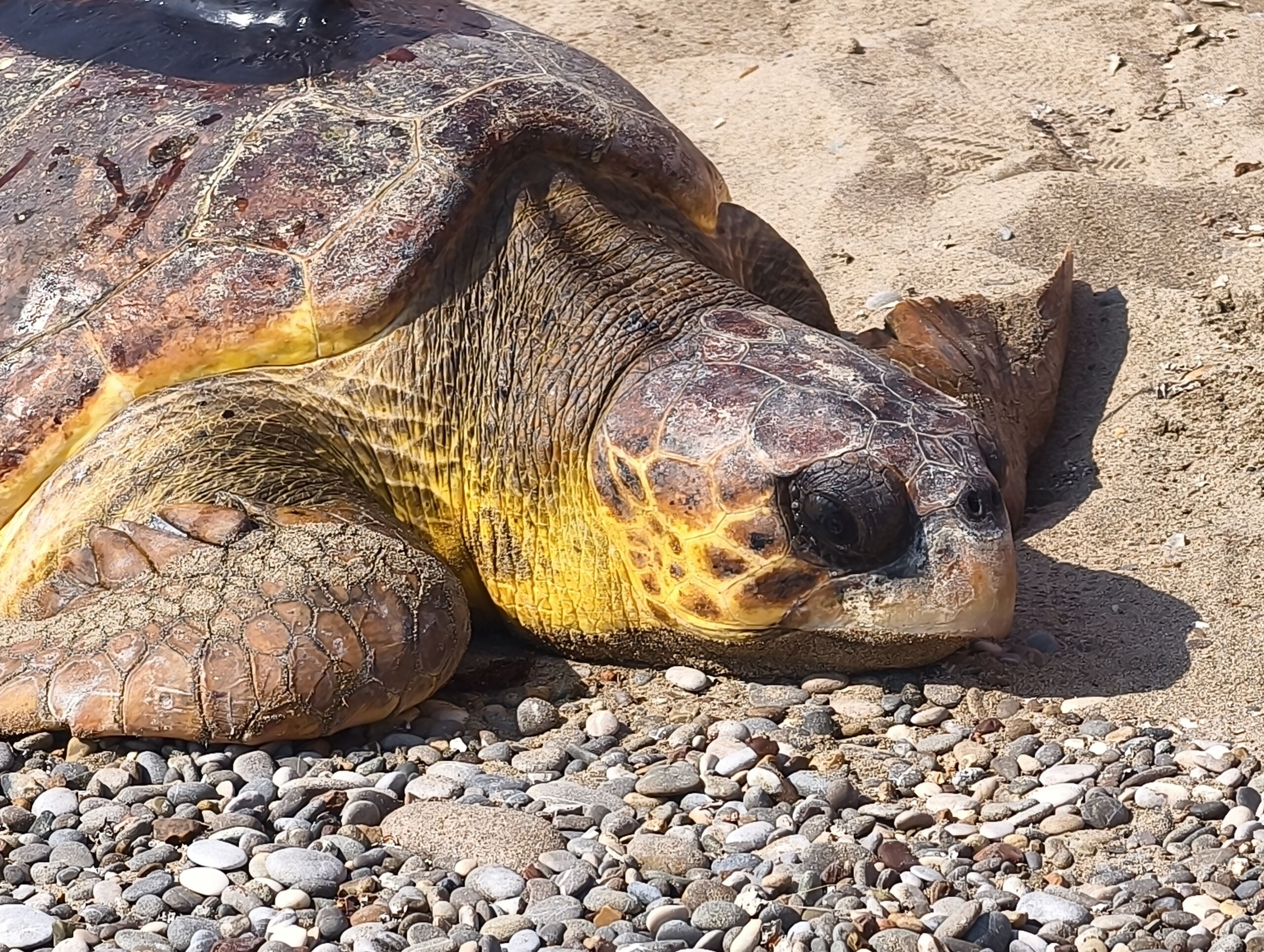 TUI Turtle Aid Türkiye