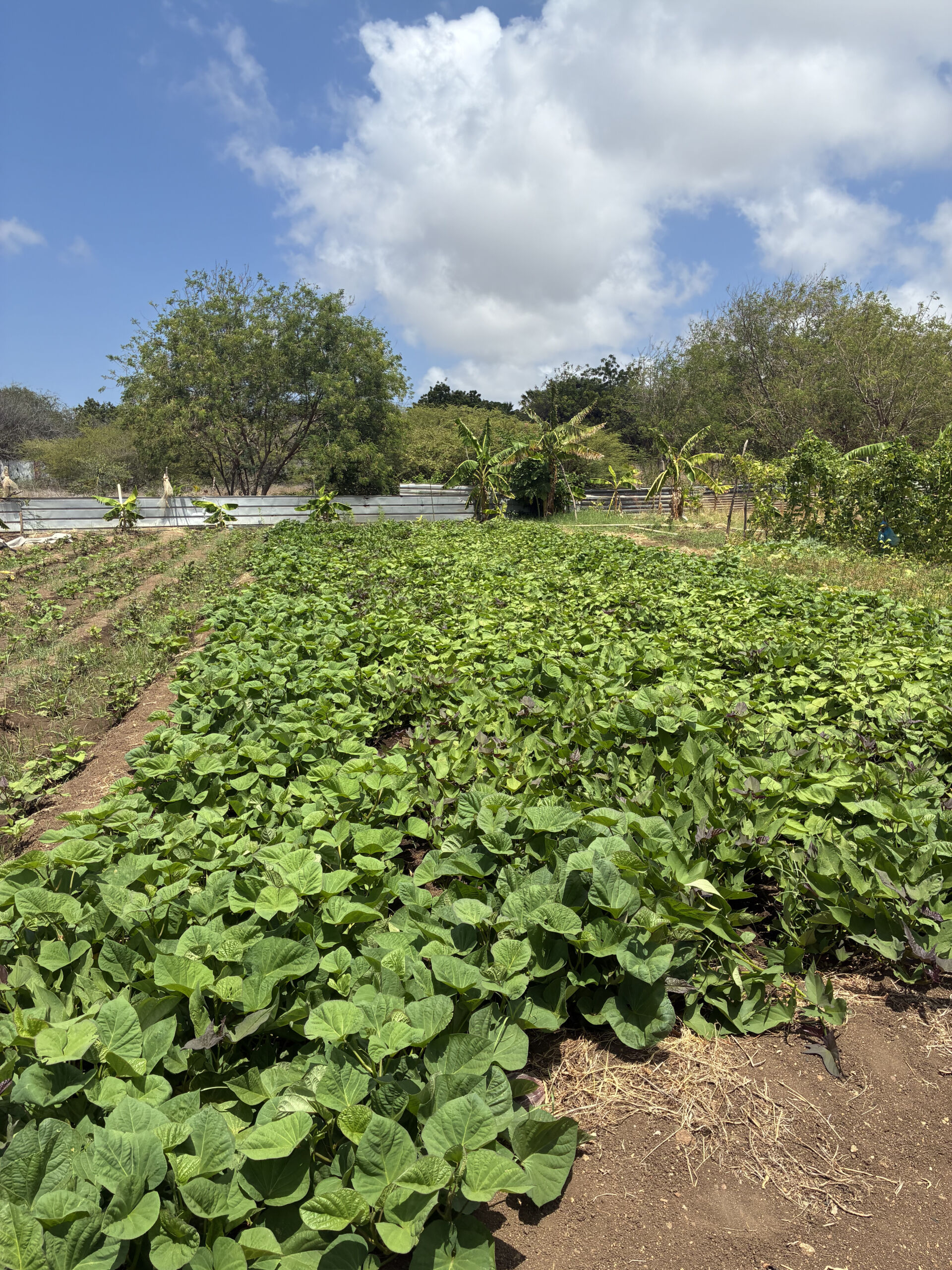 TUI Field to Fork Curacao