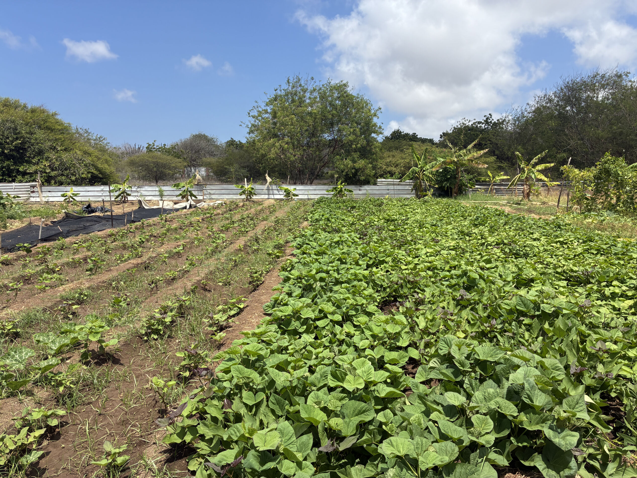 TUI Field to Fork Curacao