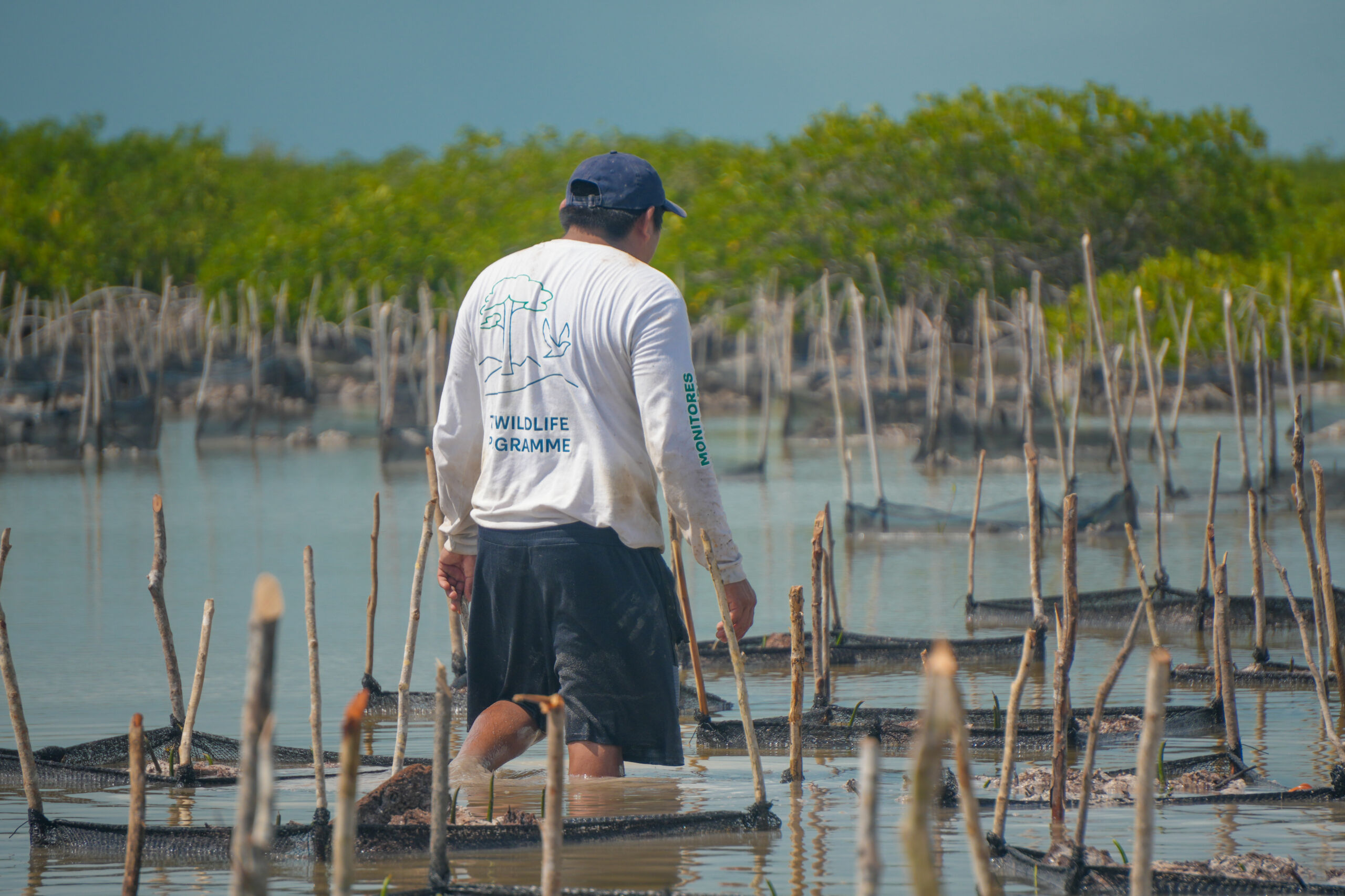 TUI Wildlife Mexico – Working in the mangrove plantation efforts