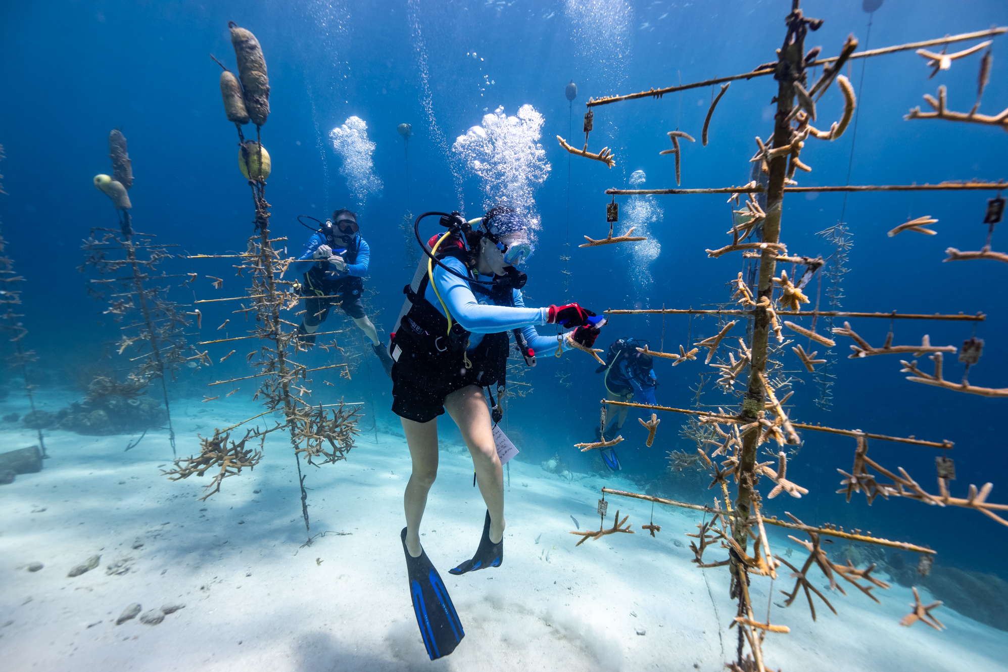 TUI Sea the Change Curacao