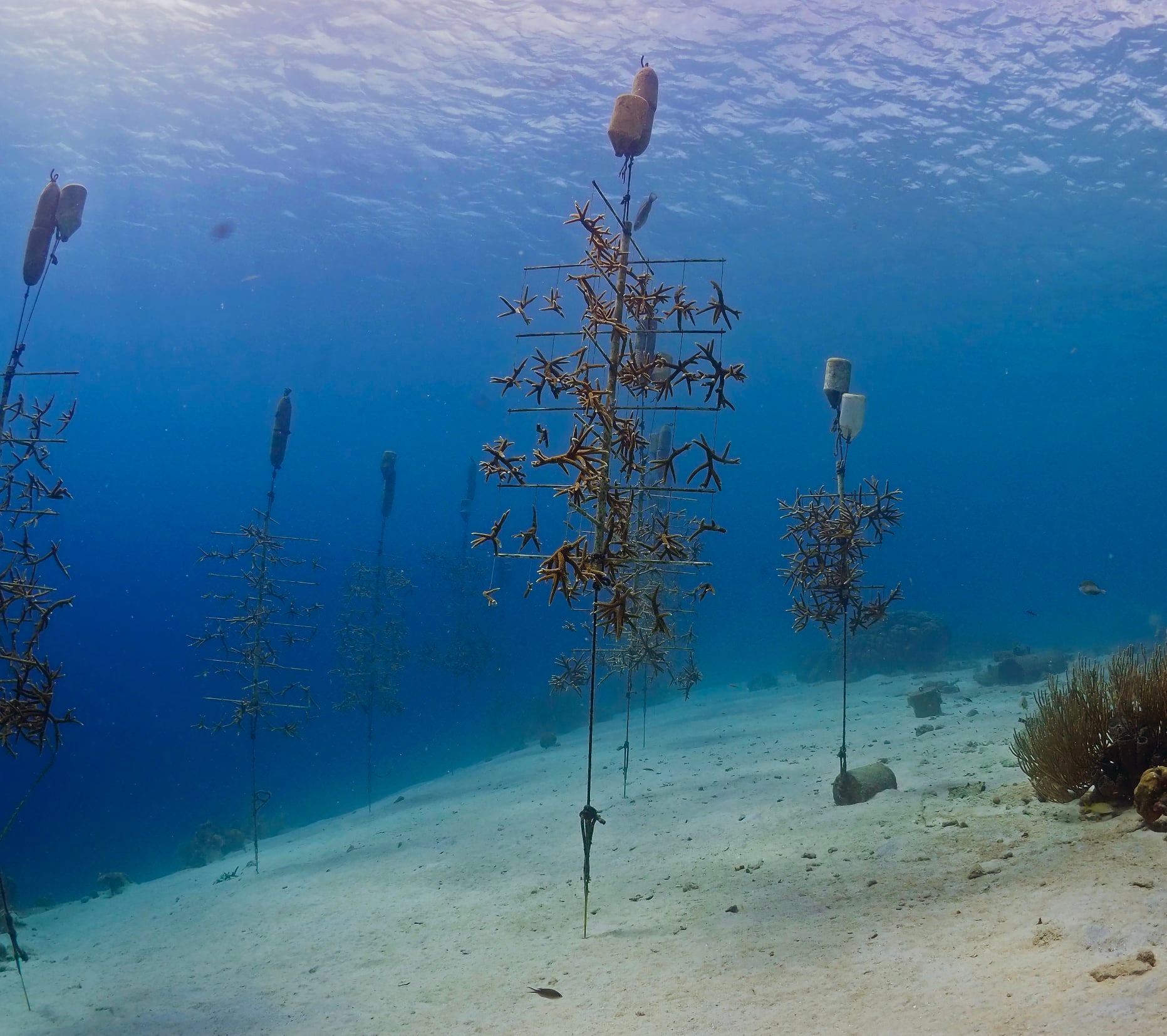 TUI Sea the Change Curacao